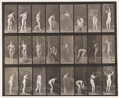 Tabliczka 499. Grabienie i pakowanie siana, 1872-1885 autorstwa Eadweard Muybridge