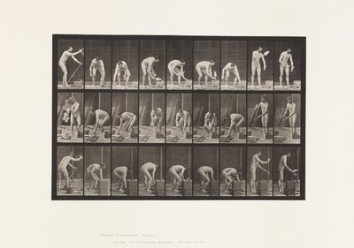 Płyta 505. Murowanie autorstwa Eadweard Muybridge