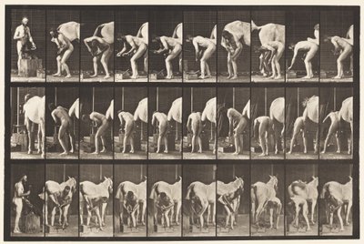 Tabliczka 508. Podkuwanie konia autorstwa Eadweard Muybridge