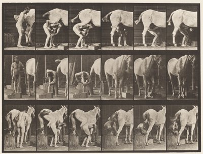 Tabliczka 509. Podkuwanie konia autorstwa Eadweard Muybridge