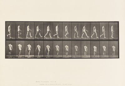 Płyta 560.Ataksja lokomotoryczna; Spacer, 1885 autorstwa Eadweard Muybridge