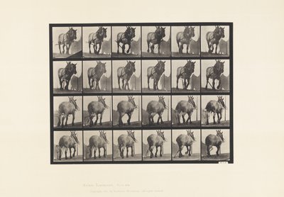Płyta 564. Ciągnięcie; Zepsuty łańcuch dziennika; ciemnoszary belgijski koń Dusel autorstwa Eadweard Muybridge