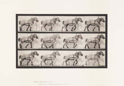 Tabliczka 565. Ciągnięcie; Ciemnoszary Belgijski Koń Dusel autorstwa Eadweard Muybridge