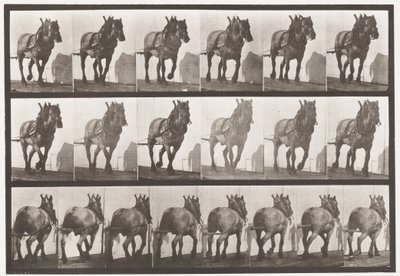 Tabliczka 566. Ciągnięcie; Ciemno-szary belgijski koń Dusel, 1885 autorstwa Eadweard Muybridge