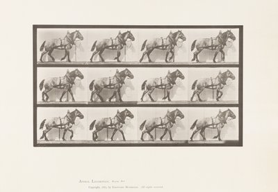 Tabliczka 567. Ciągnięcie; Ciemnoszary belgijski koń Billy, 1885 autorstwa Eadweard Muybridge