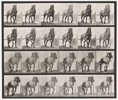 Tabliczka 568. Ciągnięcie; Ciemnoszary Belgijski Koń Billy autorstwa Eadweard Muybridge