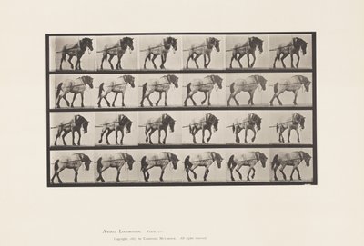 Tabliczka 570. Ciągnięcie; Ciemnoszary Jaś Belgijski, 1885 autorstwa Eadweard Muybridge