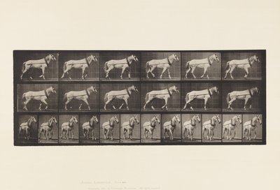 Płyta 571. Ciągnięcie; Jasnoszara klacz Johnson, 1885 autorstwa Eadweard Muybridge