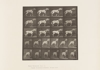 Płyta 572. Ciągnięcie; Głowa jest ciągnięta; Jasnoszara Klacz, 1885 autorstwa Eadweard Muybridge
