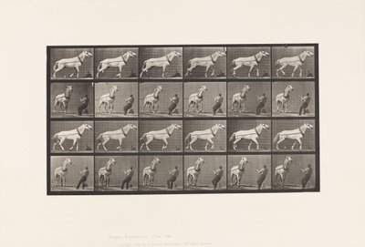 Płyta 573. Ciągnięcie; Mężczyzna ciągnący za głowę; Jasnoszara klacz, 1885 autorstwa Eadweard Muybridge