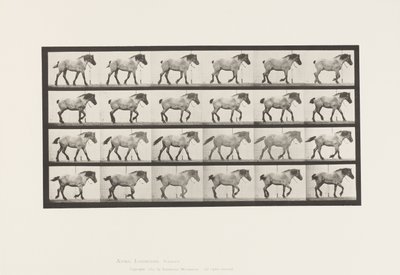 Płyta 574.Chodzenie; Bezpłatny; Ciemnoszary koń belgijski Jaś, 1885 autorstwa Eadweard Muybridge