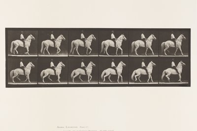 Płyta 577.Chodzenie; Siodło; Nieregularny; Biały Koń Clinton, 1885 autorstwa Eadweard Muybridge