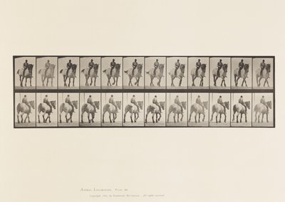 Płyta 578.Chodzenie; gołe plecy; Ciemnoszary belgijski koń Dusel autorstwa Eadweard Muybridge