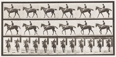 Płyta 580.Chodzenie; Siodło; Koń pełnej krwi angielskiej klacz Annie G., 1885 autorstwa Eadweard Muybridge