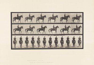 Płyta 584.Chodzenie; Siodło; Nieregularny; Brązowa klacz piękność, 1885 autorstwa Eadweard Muybridge