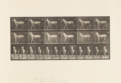 Płyta 586.Chodzenie; Nadąsany; Jasnoszara Klacz, Katydid, 1885 autorstwa Eadweard Muybridge