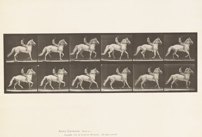 Płyta 590.Ambling autorstwa Eadweard Muybridge