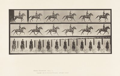 Płyta 592. Kołysanie (stymulacja): Siodło; Brązowy koń Pronto autorstwa Eadweard Muybridge