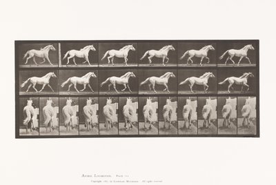 Płyta 596. Kłus; Bezpłatny; Jasnoszary Koń Orzeł autorstwa Eadweard Muybridge