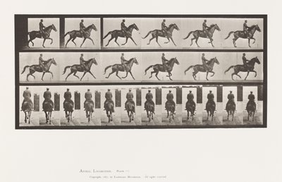 Płyta 601. Kłus; Siodło; Brązowa klacz piękność autorstwa Eadweard Muybridge