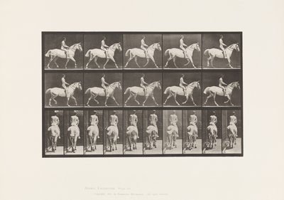 Płyta 603. Kłus; Siodło; Jazda, 43, szeroki, jasnoszary koń Smith autorstwa Eadweard Muybridge