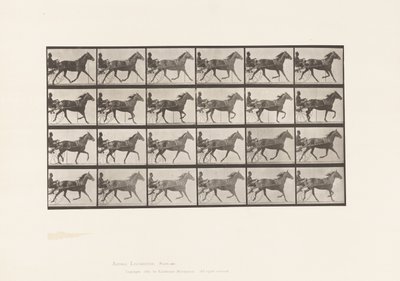 Płyta 607. Kłus; Nadąsany; Gniada Klacz, Lizzie M. autorstwa Eadweard Muybridge