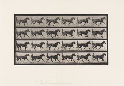 Płyta 608. Kłus; Nadąsany; Klacz szczawiowa, Flode Holden autorstwa Eadweard Muybridge