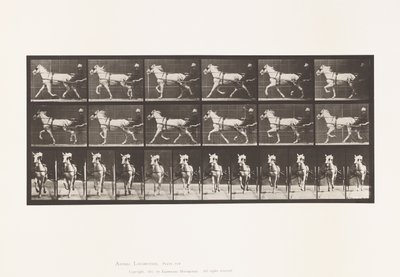 Płyta 610. Kłus; Nadąsany; Siwa Klacz, Katydid autorstwa Eadweard Muybridge