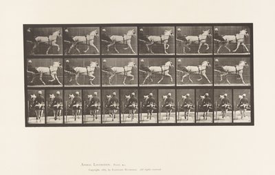 Płyta 611. Kłus; Nadąsany; Siwa Klacz, Katydid autorstwa Eadweard Muybridge