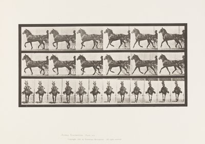 Płyta 612. Kłus; Nadąsany; Gniady koń, Dereumd autorstwa Eadweard Muybridge