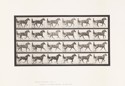Płyta 614. Kłus; Przełamanie do galopu; szczaw klacz Flode Holden autorstwa Eadweard Muybridge