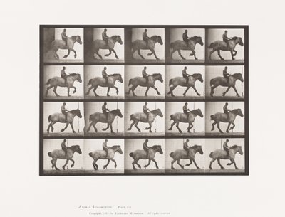 Tabliczka 615. Galop: Na oklep; Ciemnoszary koń belgijski Hansel autorstwa Eadweard Muybridge