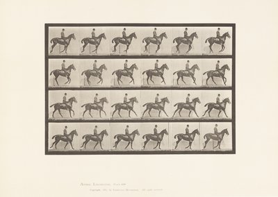 Tablica 616. Galop; Siodło; Stokrotka Gniadego Konia autorstwa Eadweard Muybridge