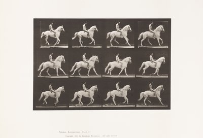 Płyta 617. Galop; Oklep; Jeździec, 106, Nude; Biały Koń Clinton, 1885 autorstwa Eadweard Muybridge