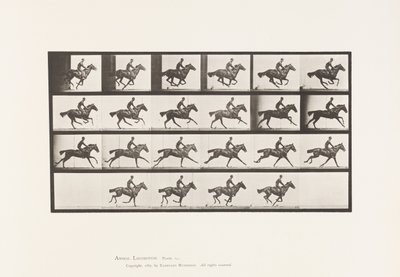 Płyta 625. Galop; Bukiet koni pełnej krwi angielskiej autorstwa Eadweard Muybridge
