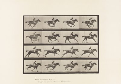 Płyta 626. Galop; Koń pełnej krwi angielskiej klacz Annie G. autorstwa Eadweard Muybridge