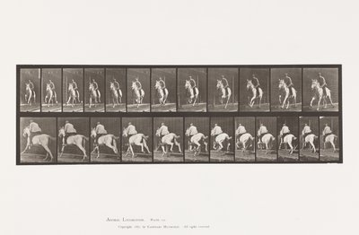 Płyta 630. Galop; Siodło; Siwa klacz Pandora autorstwa Eadweard Muybridge