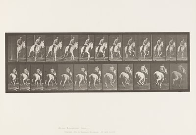 Płyta 635. Galop; Siodło; Siwa Klacz, Pandora autorstwa Eadweard Muybridge