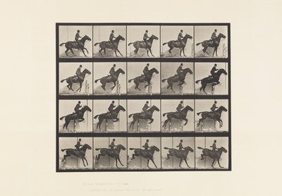 Tabliczka 638. Skakanie przez płotki; Siodło; Stokrotka Gniadego Konia autorstwa Eadweard Muybridge