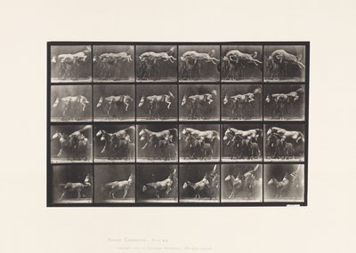 Tablica 648. Przeskok przez trzy konie; A,B; Szerszeń kasztanowy autorstwa Eadweard Muybridge