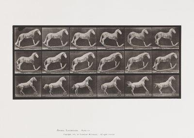 Płyta 649.A, Szerszeń, Na biegunach; B, orzeł, tocząca się beczka itp. autorstwa Eadweard Muybridge