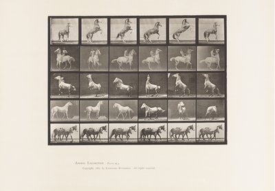 Tabliczka 652. A, B, C, D, E, Hodowla koni itp. autorstwa Eadweard Muybridge