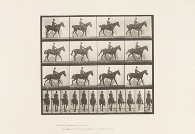 Płyta 655. Chodzenie; Siodło; Spavin, prawa tylna noga; Koń autorstwa Eadweard Muybridge