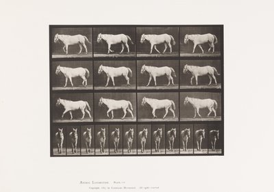 Płyta 656. Chodzenie; Bezpłatny; Kostnienie chrząstki autorstwa Eadweard Muybridge