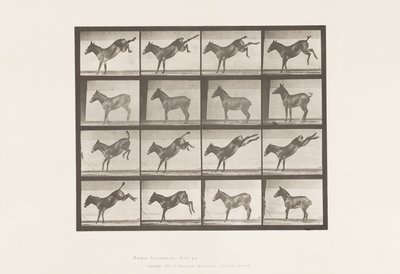 Płyta 658. Muł; A, kopanie; B, kopiąc Ruth autorstwa Eadweard Muybridge