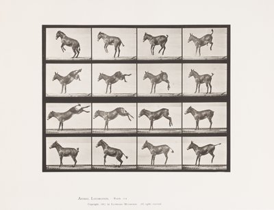 Płyta 659. Muł; A, B, Brykanie i Kopanie; Litość autorstwa Eadweard Muybridge