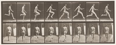 Płyta 65. Bieganie na pełnych obrotach, 1872-1885 autorstwa Eadweard Muybridge