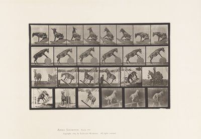 Płyta 660. Muł; Różne występy Denver autorstwa Eadweard Muybridge