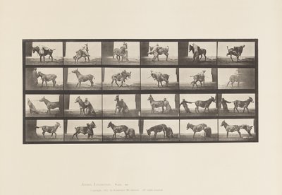 Płyta 662. Muł; A, B, ogniotrwałe zwierzę Denver autorstwa Eadweard Muybridge