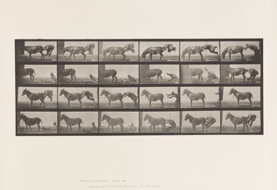 Płyta 663. Muł; A, B, ogniotrwałe zwierzę Denver autorstwa Eadweard Muybridge